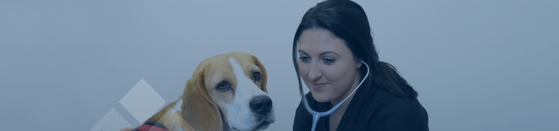 Pet Owners | Cave Veterinary Specialists