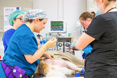 emergency referral 02