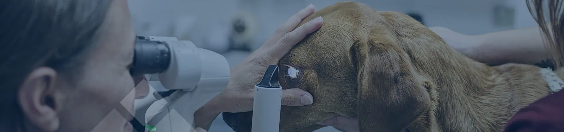 Veterinary Ophthalmology Services | Cave Specialists